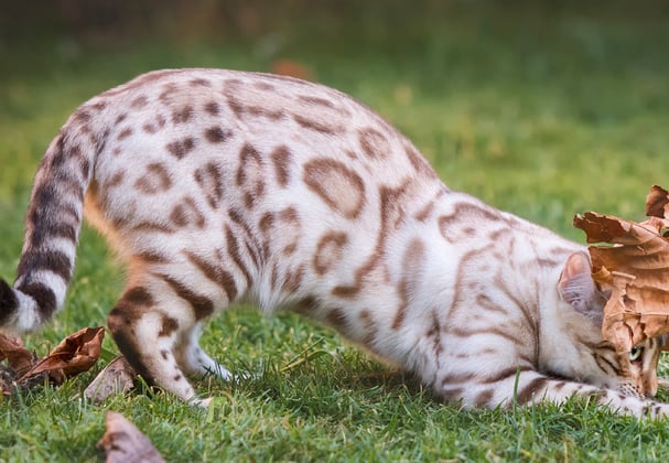 A bengal cat playing with a leaf.