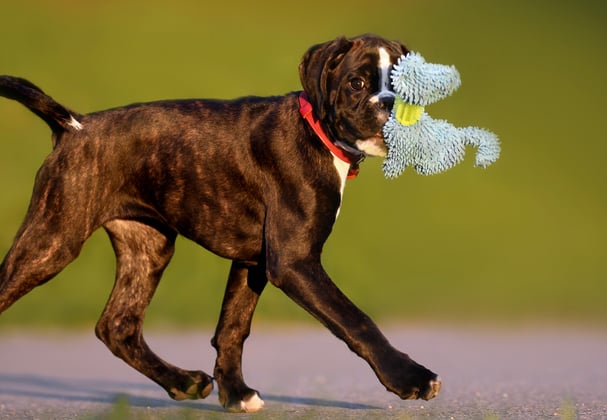 A boxer carrying its soft toy.