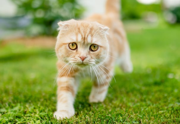 A scottish fold walking on grass.
