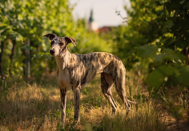 A Whippet standing in a winery.
