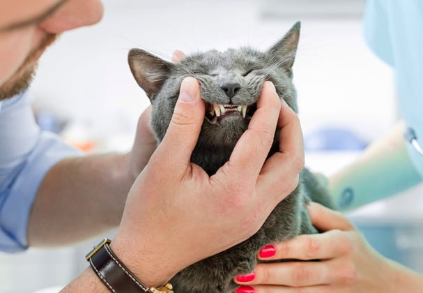 A russian blue having its teeth checked by two vets.