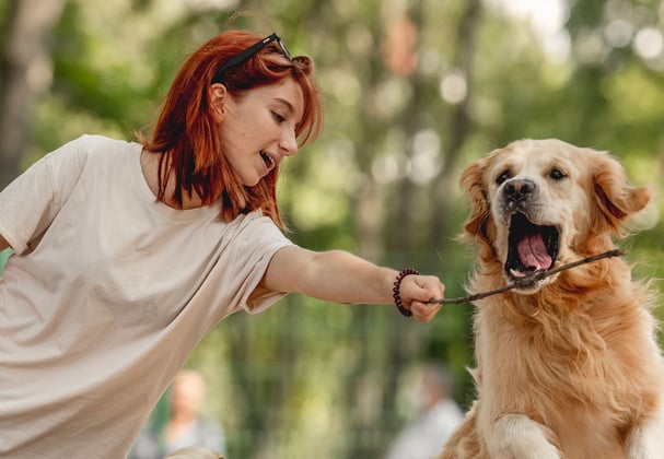 A golden retriever leaps to grab a stick from a girls hand.