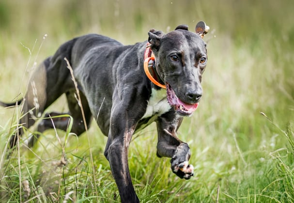 A black lurcher running through grass.
