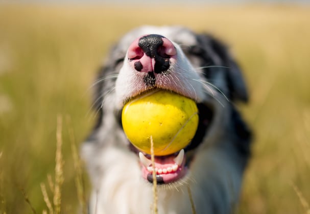 A collie dog with a yellow ball in his mouth.