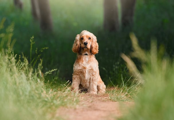 Golden Cocker Spaniel sitting on a path in between grass