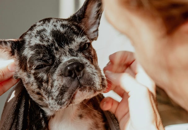 A french bulldog puppy having its ears checked.
