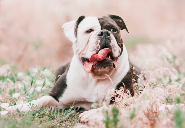 A brown and white american bulldog sitting among pink flowers.