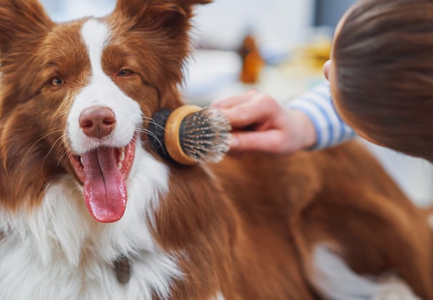 A woman brushing a light brown collie dog.