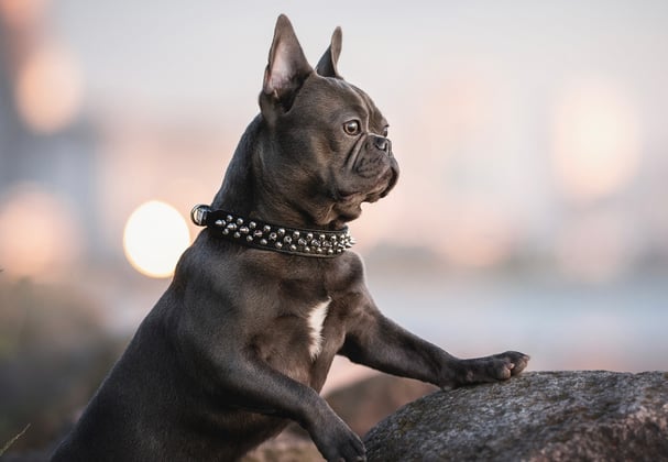 A french bulldog looking over the top of a rock.