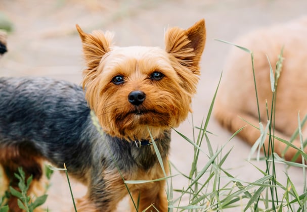 A yorkie standing with a cat sitting in the background.