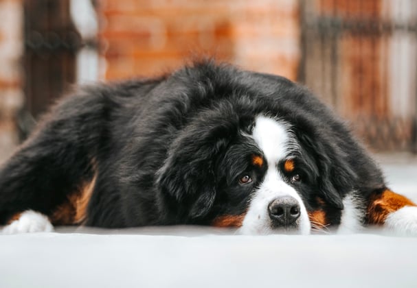 A BMD laying down on the floor.
