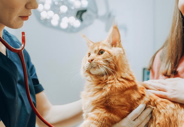Ginger cat being checked by the vet