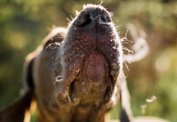 A close up of the nose and snout of a weimaraner.