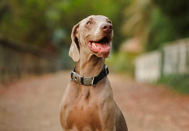 A weimaraner happily sitting on a path.