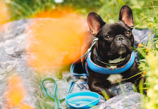 Black french bulldog with blue harness on sitting on a picnic blanket surrounded by flowers and grass