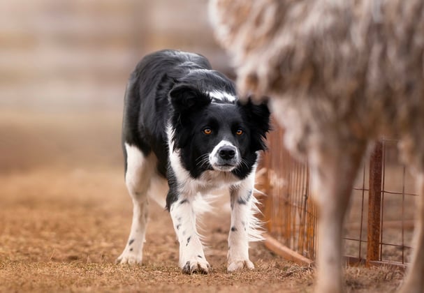 A border collie stalking a sheep.