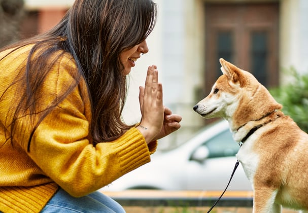 Owner wearing a yellow jumper training a Shiba Inu puppy