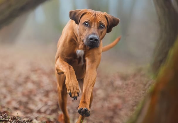 A ridgeback running through a forest.