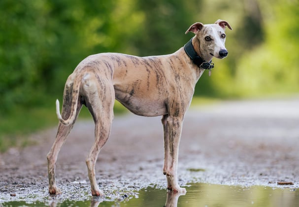 A whippet stood by a puddle outdoors.