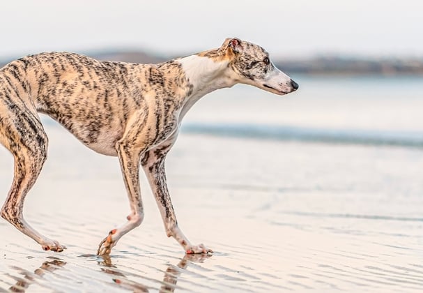 A whippet walking on a beach.