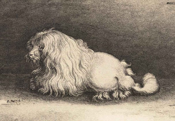 Antique sketch of a poodle from the 17th century