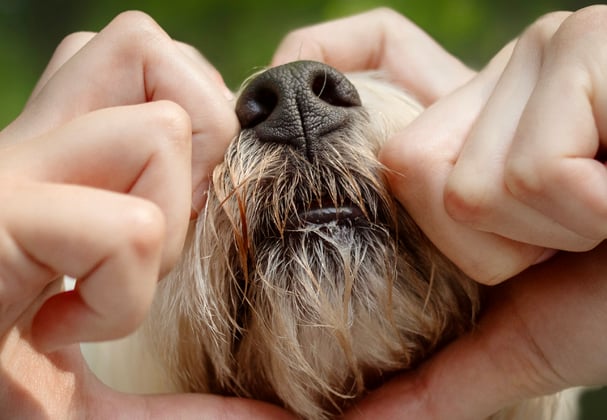 Westie with owner doing heart shape with hands around it's nose