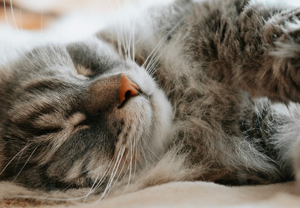 A siberian cat asleep on its side looking peaceful.