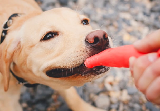 A labrador playing tug with it's owner.