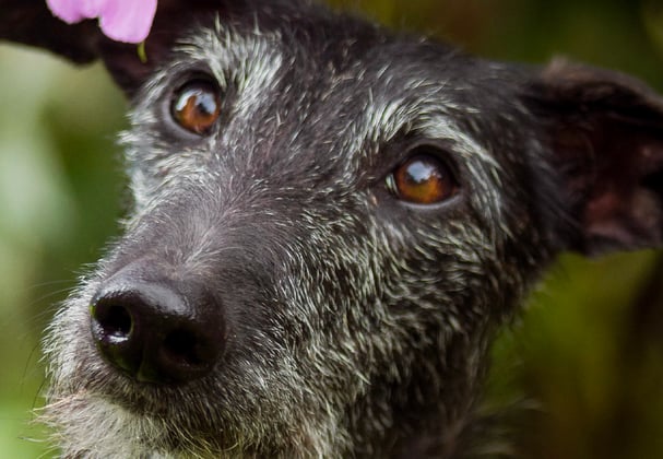 A black lurcher with a grey muzzle sitting in purple flowers.
