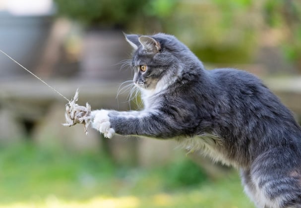 A Maine Coon jumping into the air catching a bird toy.