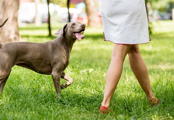 A weimaraner happily trotting alongside its owner in the park.