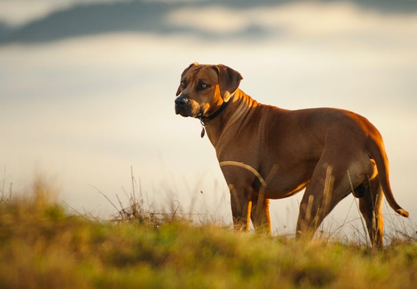 A ridgeback stood in grass by a lake.