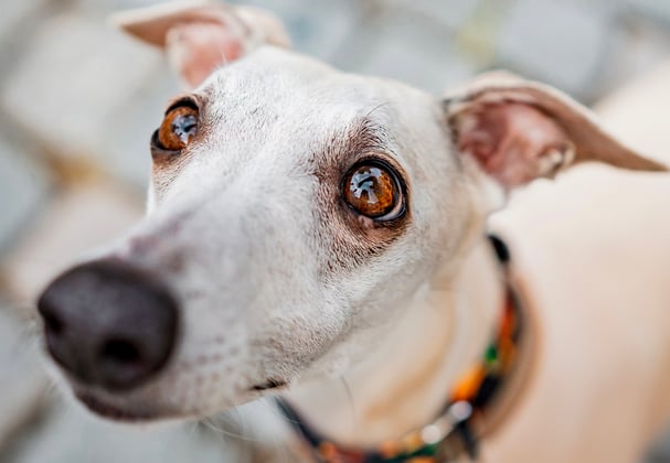 A cream coloured whippet with big eyes looking upwards.