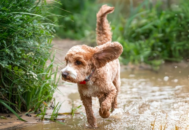 A Cockapoo running through a puddle.