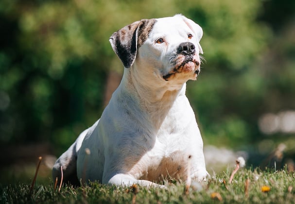 An american bulldog laying in the grass.