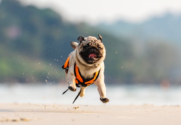 A pug bounding across a beach towards the camera