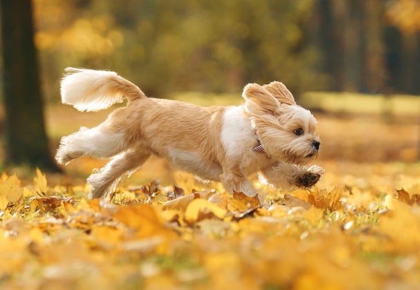 A shih tzu running across autumn leaves.