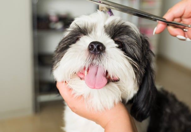 A shih tzu getting its hair trimmed.
