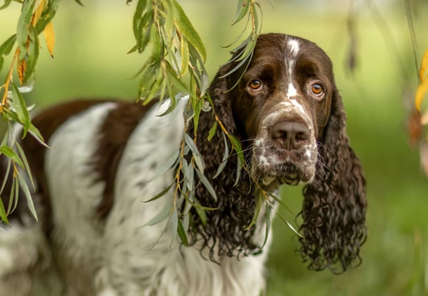 An english springer spaniel beneath a willow tree.