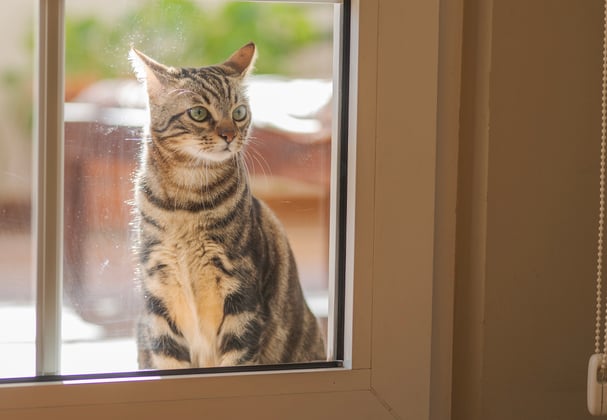 A tabby cat patiently waiting outside whilst looking through a glass door.