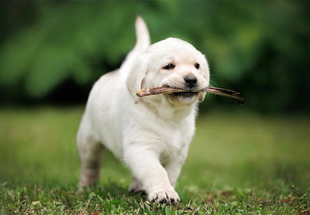A labrador puppy happily walking with a stick in its mouth.