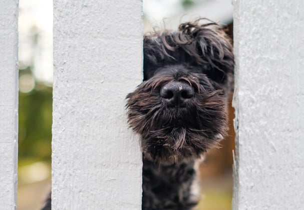 black miniature schnauzer looking through a white fence