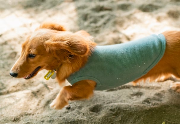 A dachshund in a fleece running on sand.