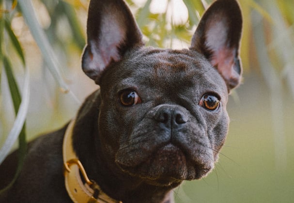 Grey French Bulldog with yellow collar staring from under a tree