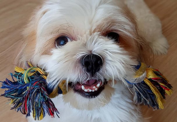 Cavachon with a dog toy in their mouth
