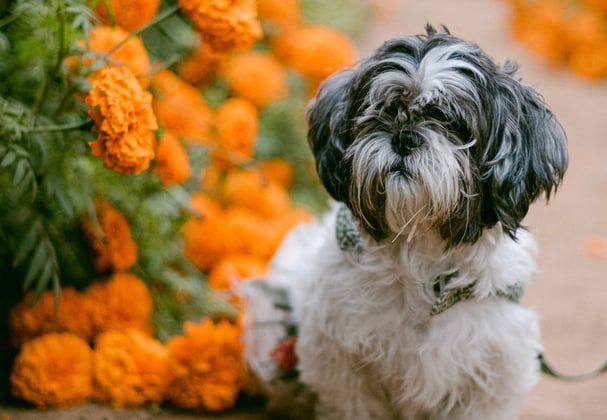 A shih tzu surrounded by orange flowers.