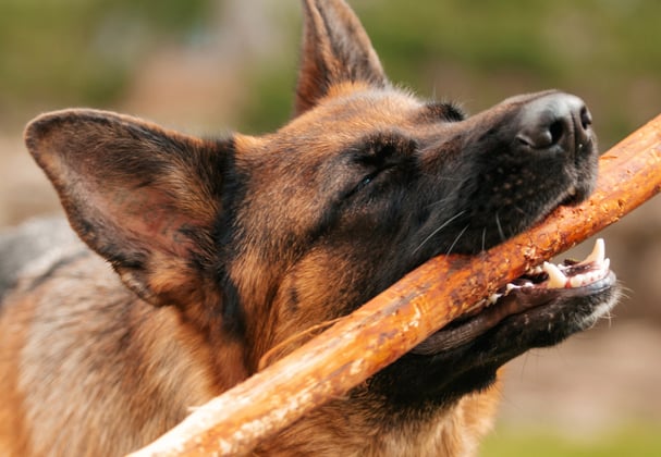 A german shepherd with a stick in its mouth looking very content.