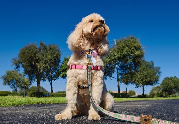 A Cavapoo sat on a path in a field