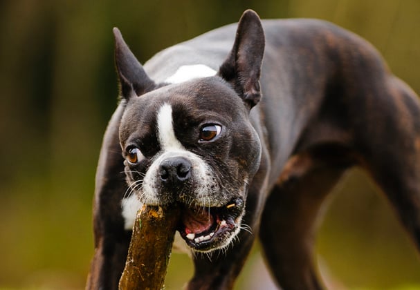 A boston terrier chewing on a large stick.