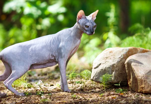 A sphynx cat outside looking at some rocks.